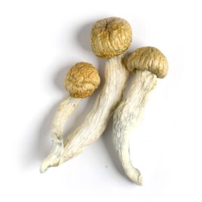 Albino Penis Envy Mushrooms
