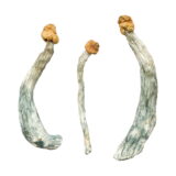 Shop Creeper Magic Mushrooms