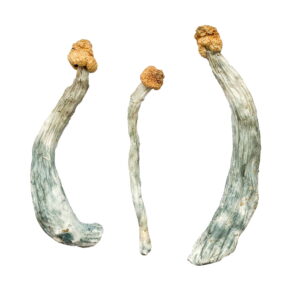 Shop Creeper Magic Mushrooms