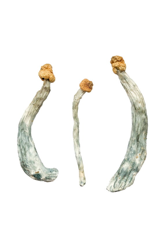 Shop Creeper Magic Mushrooms